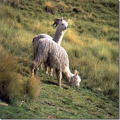 suri alpaca 04