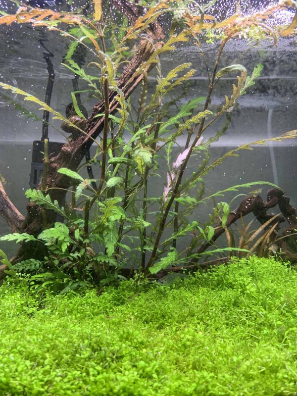aquarium hobby store
